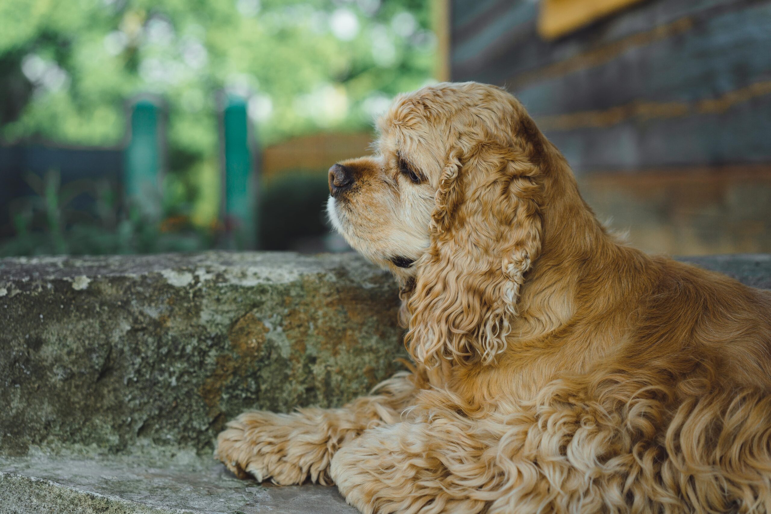 Curly-haired dogs Skin allergies