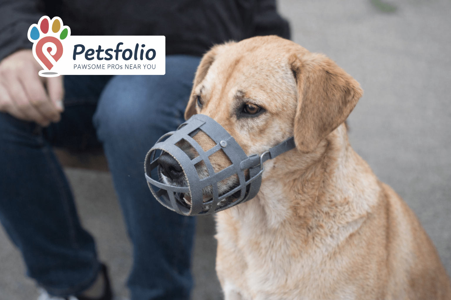 Dog muzzle training