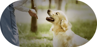 Petsfolio: Dog Walking, Training, Grooming & Boarding Services