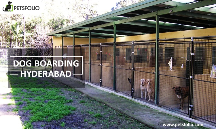 Dog Boarding in Hyderabad - Petsfolio