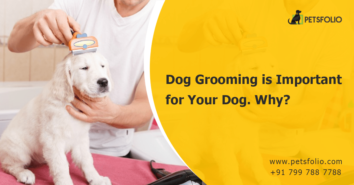 Dog Grooming is Important for Your Dog. Why? Petsfolio