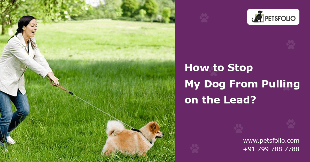 How Do I Stop My Puppy Pulling On The Lead