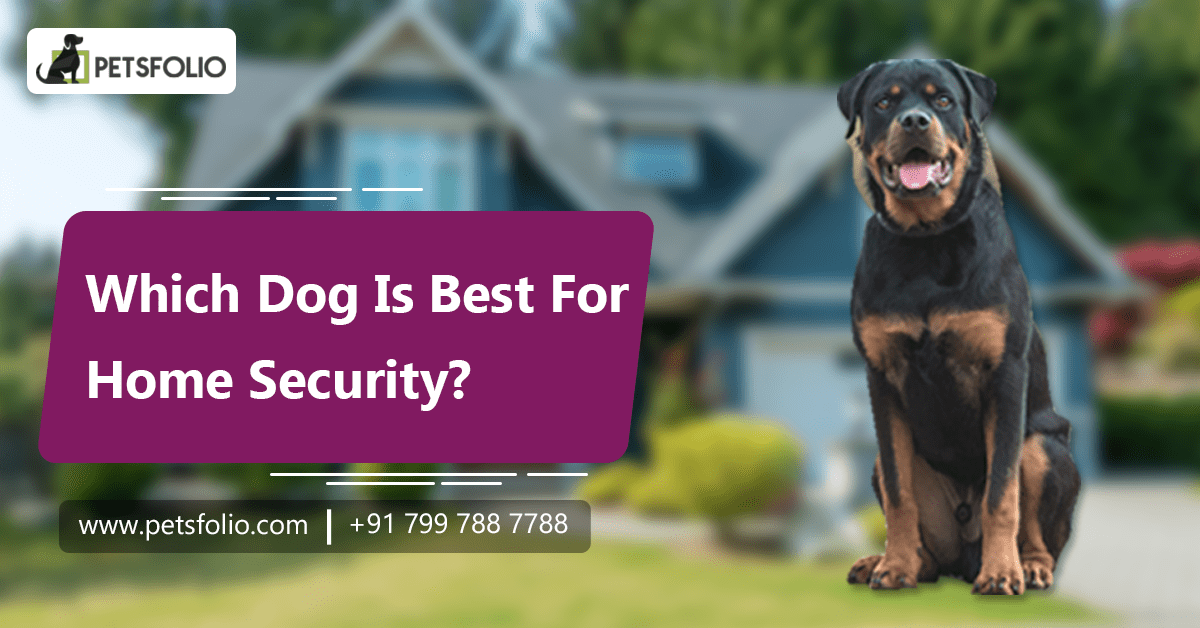 Which Dog Is Best For Security