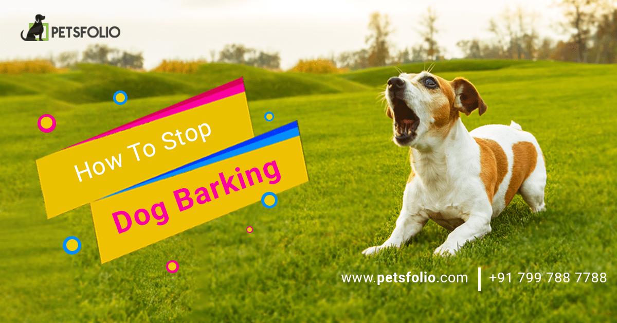 How To Stop Dog Barking Petsfolio