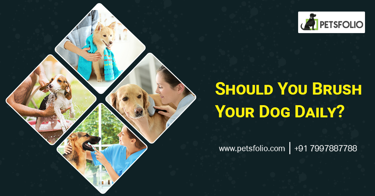 Should You Brush Your Dog Everyday