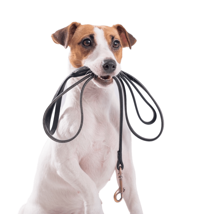 Get caring Dog Walking Services in Chennai for Your Pet - Petsfolio